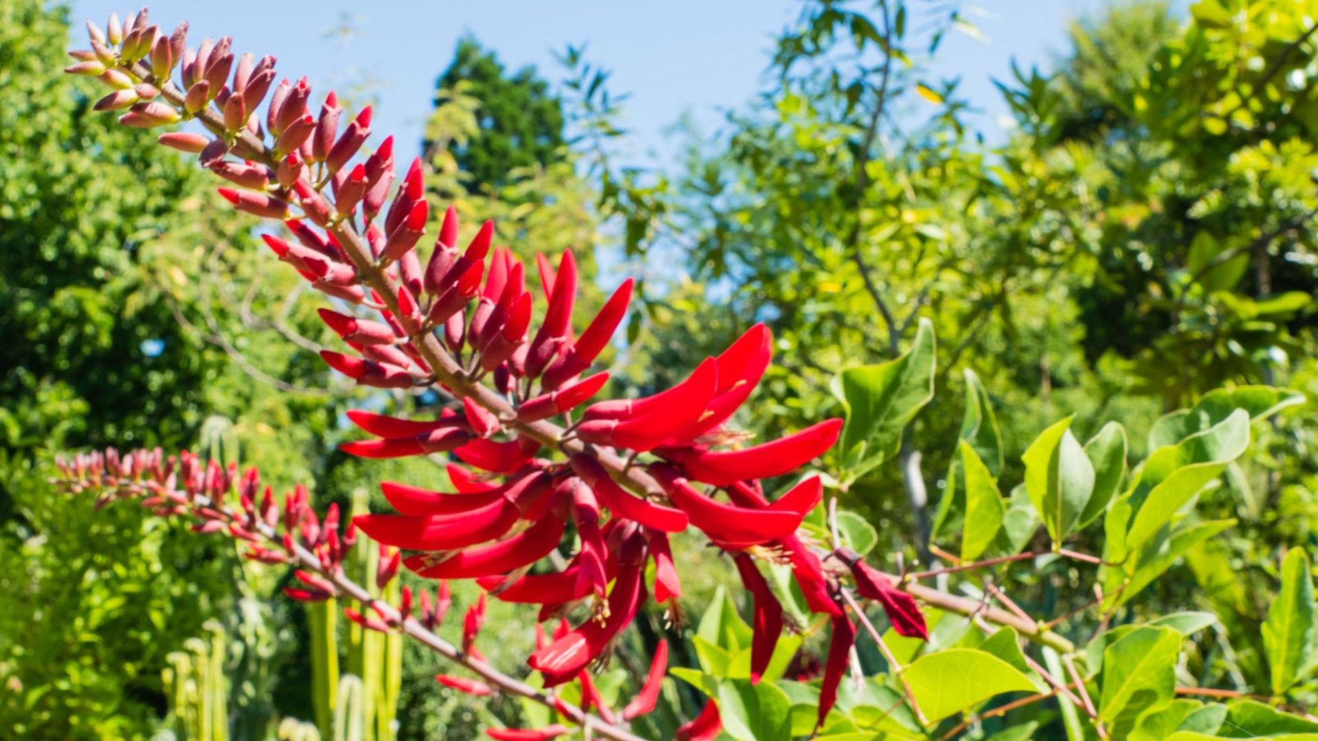 The Top 10 Native Plants to Grow in Northeast Florida