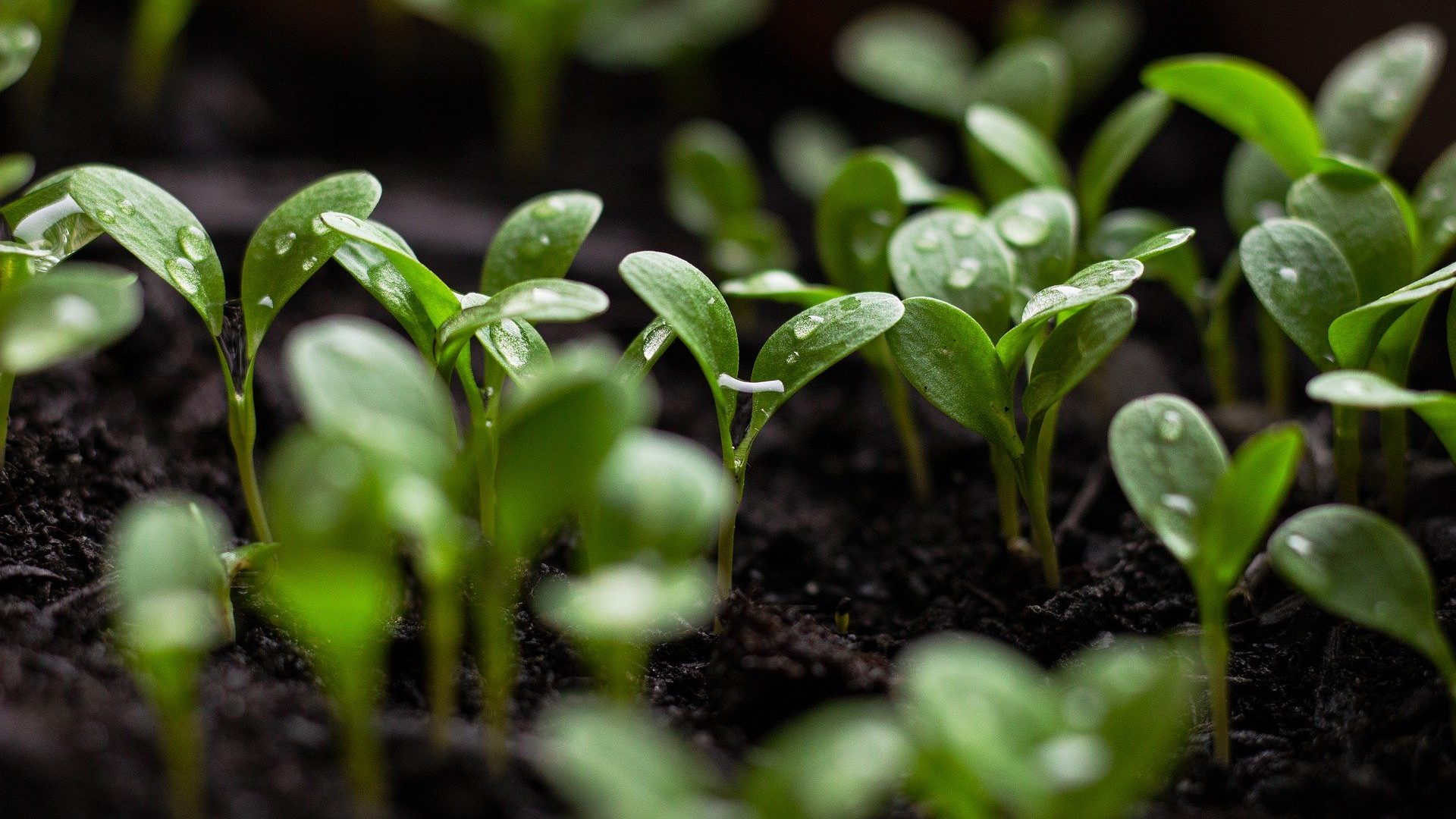 Soil, Compost, Mulch, Oh My!