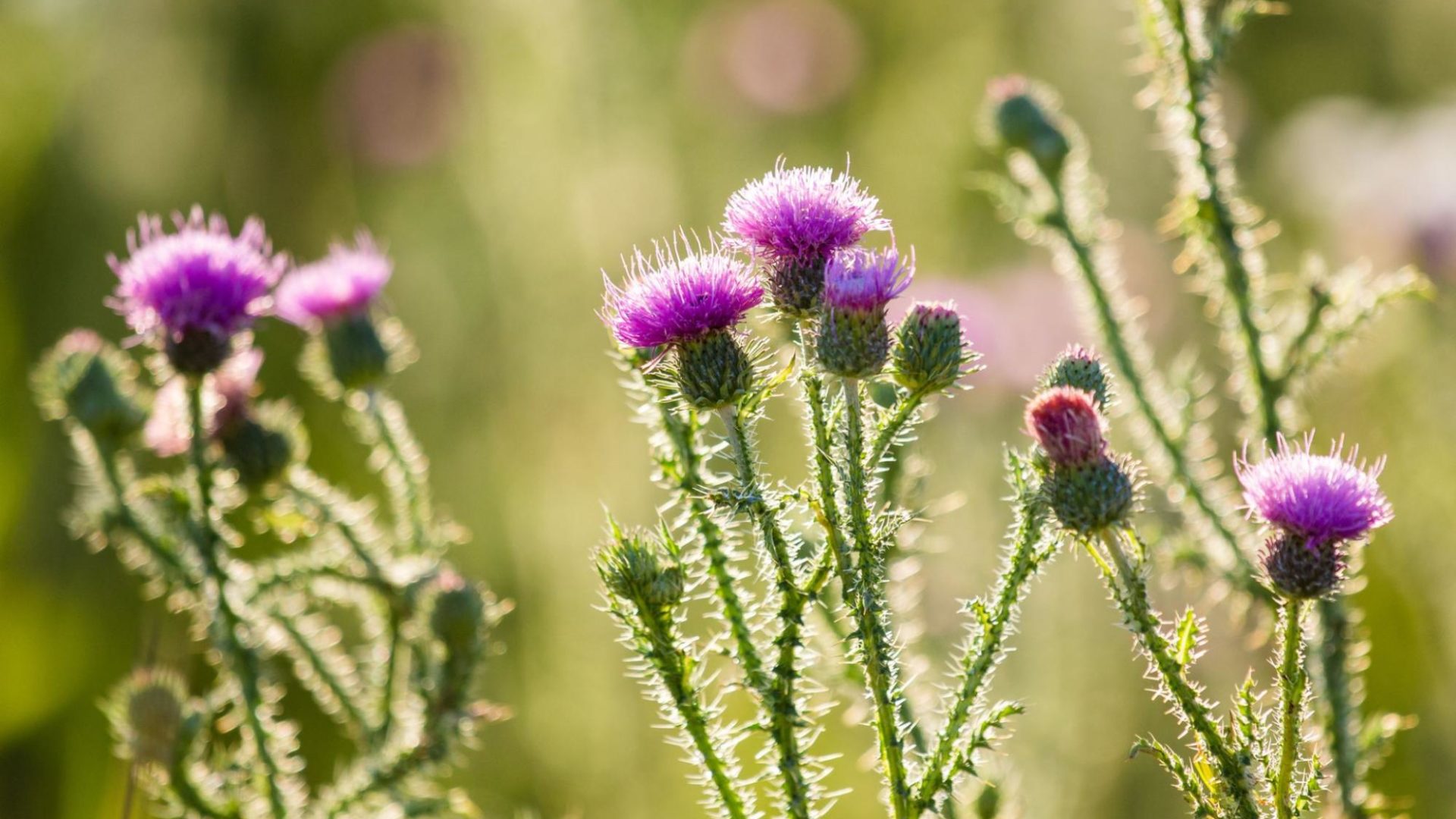 The Top 5 Worst Weeds for Your Lawn