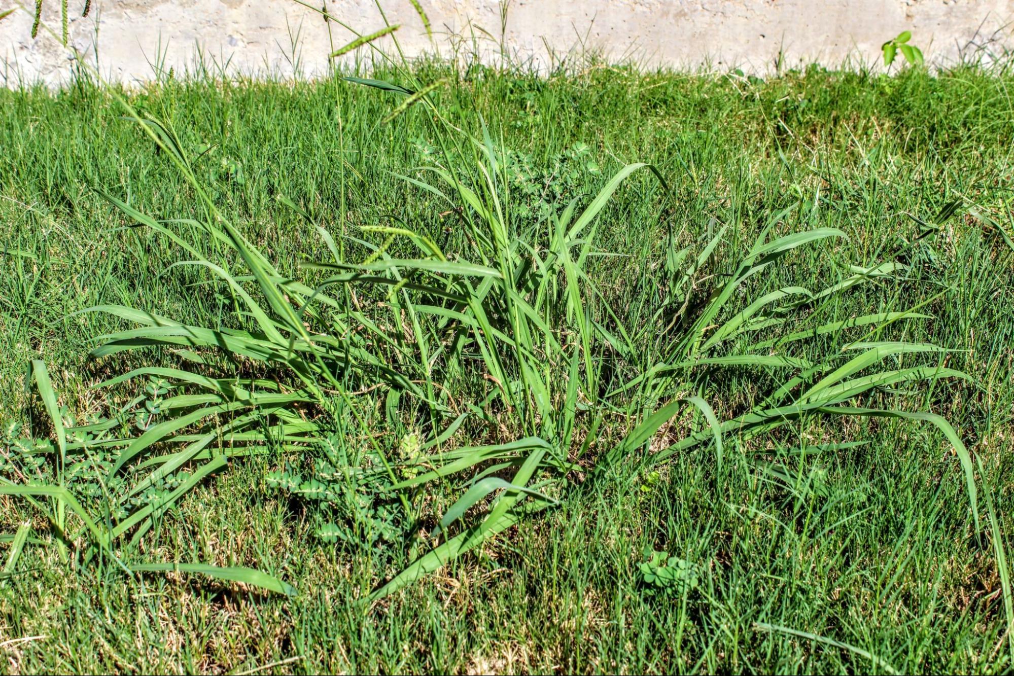 The Top 5 Worst Weeds for Your Lawn - Skinner Lawns