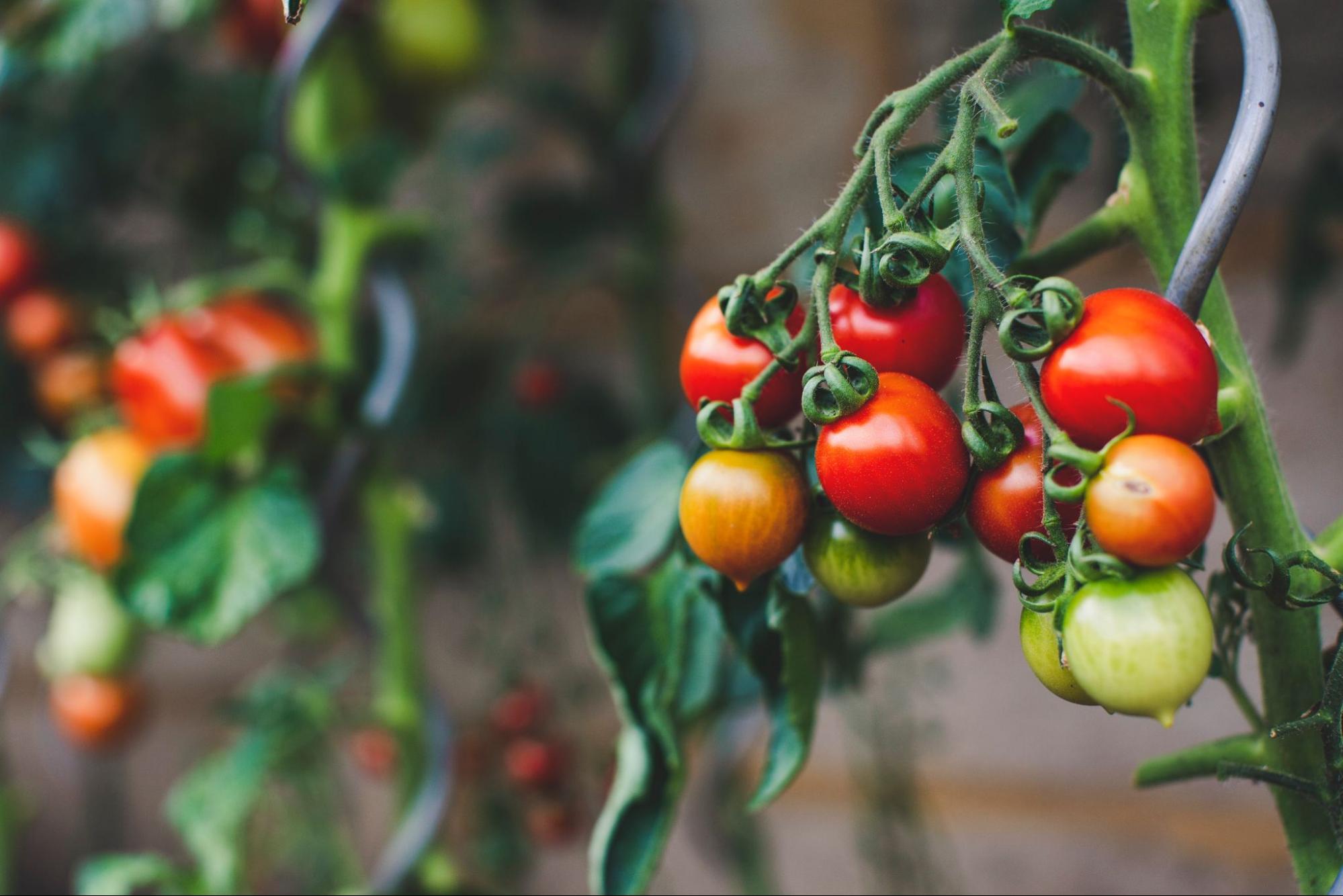 Avoid These Plants If You Have Dogs Skinner Lawn Services