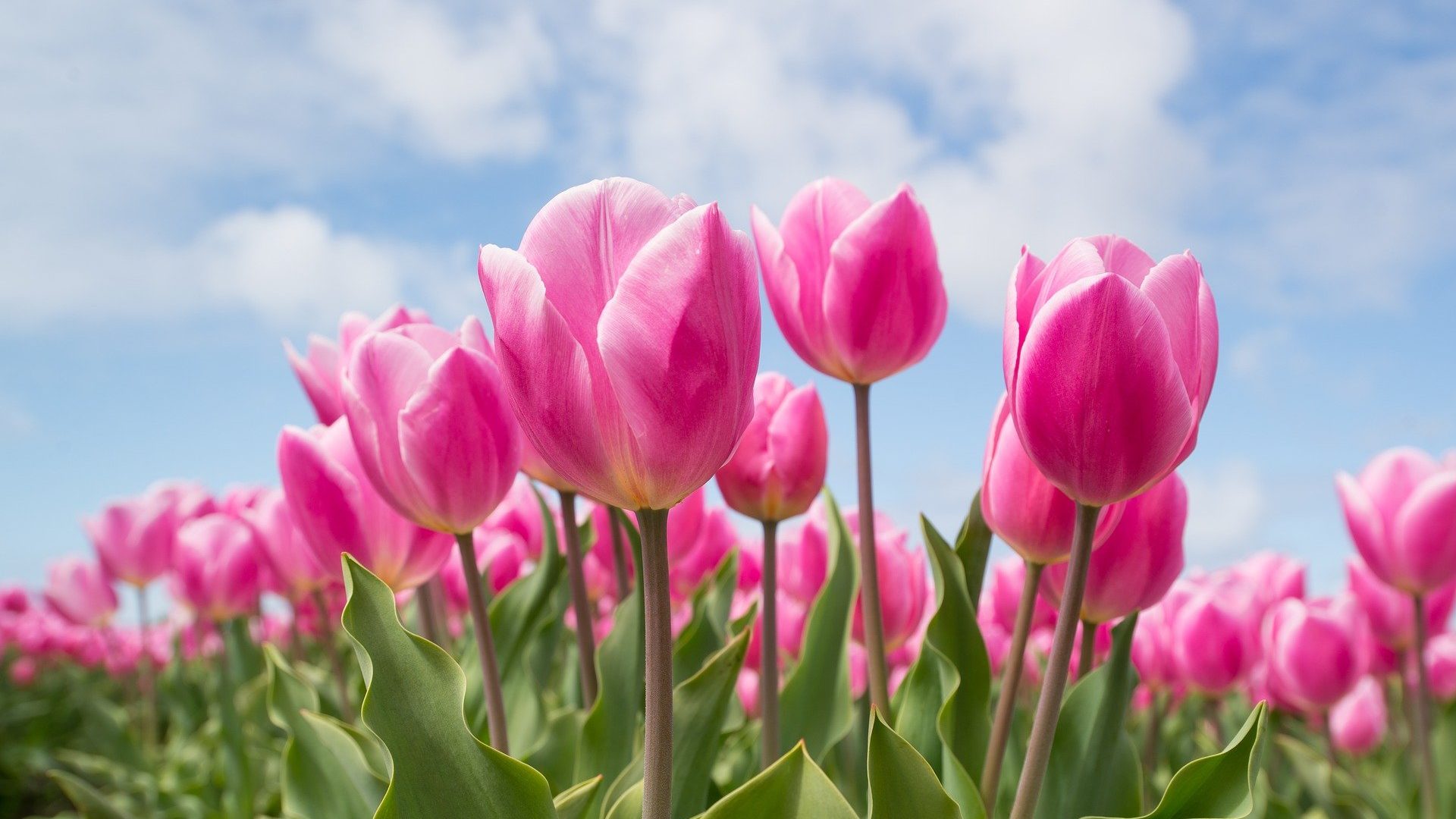 Avoid These Plants if You Have Dogs