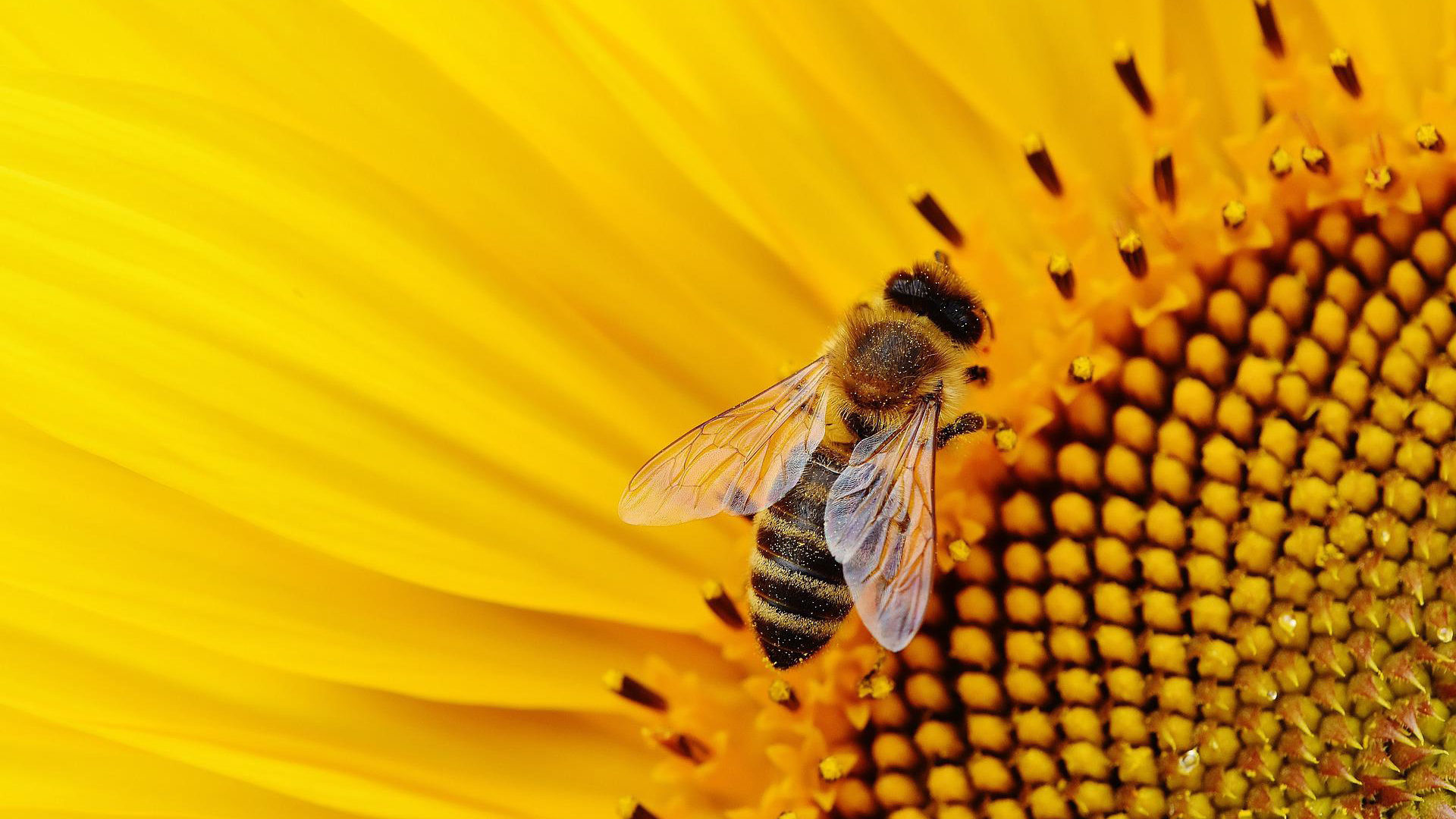 The Best Pollinator Attractors for Your Property