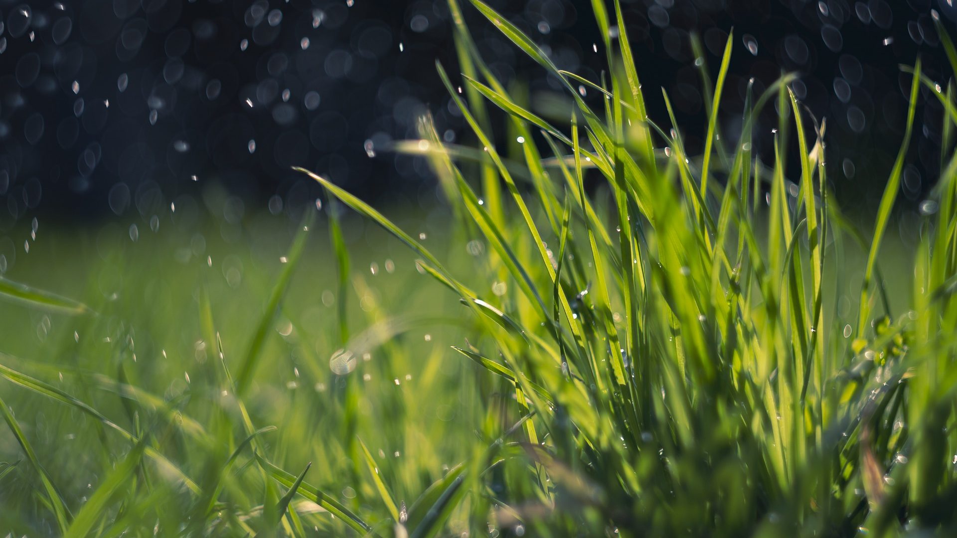Simple Mistakes You May Be Making in Your Landscaping