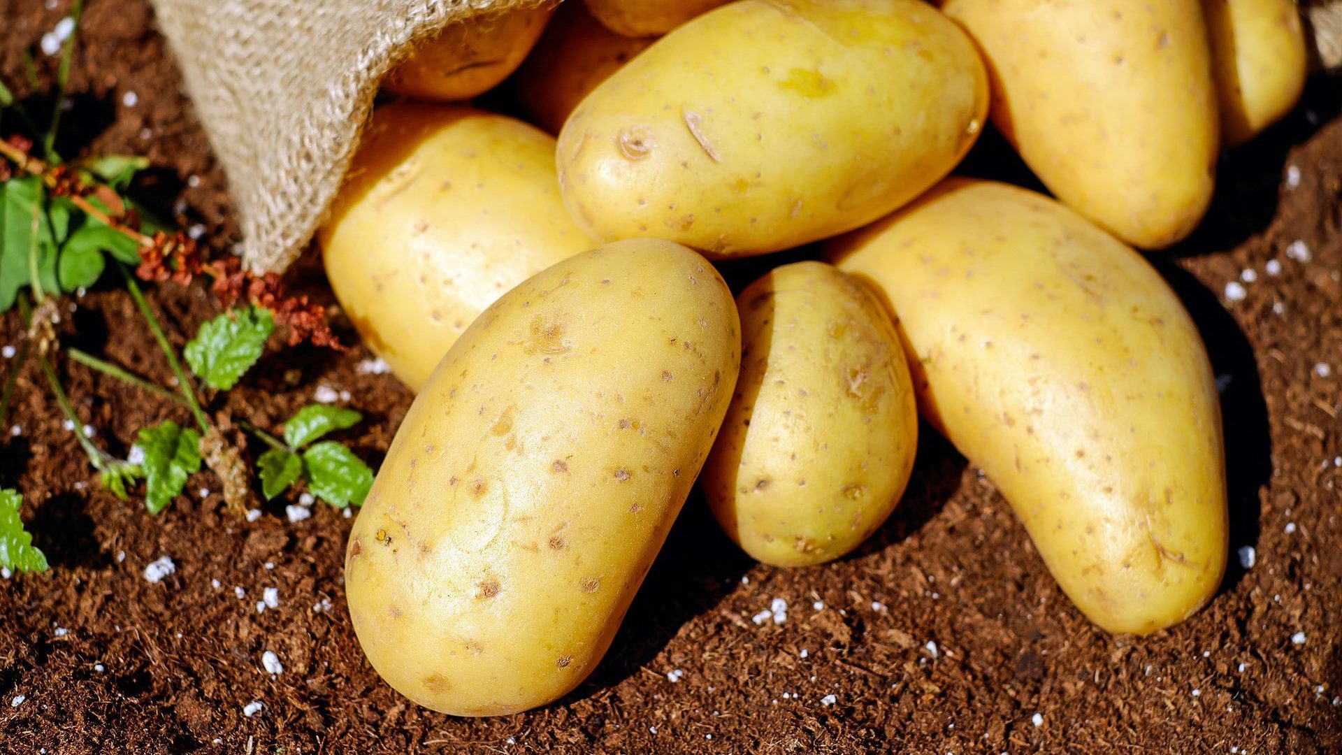 Growing Fall Fruits and Vegetables in Northeast Florida