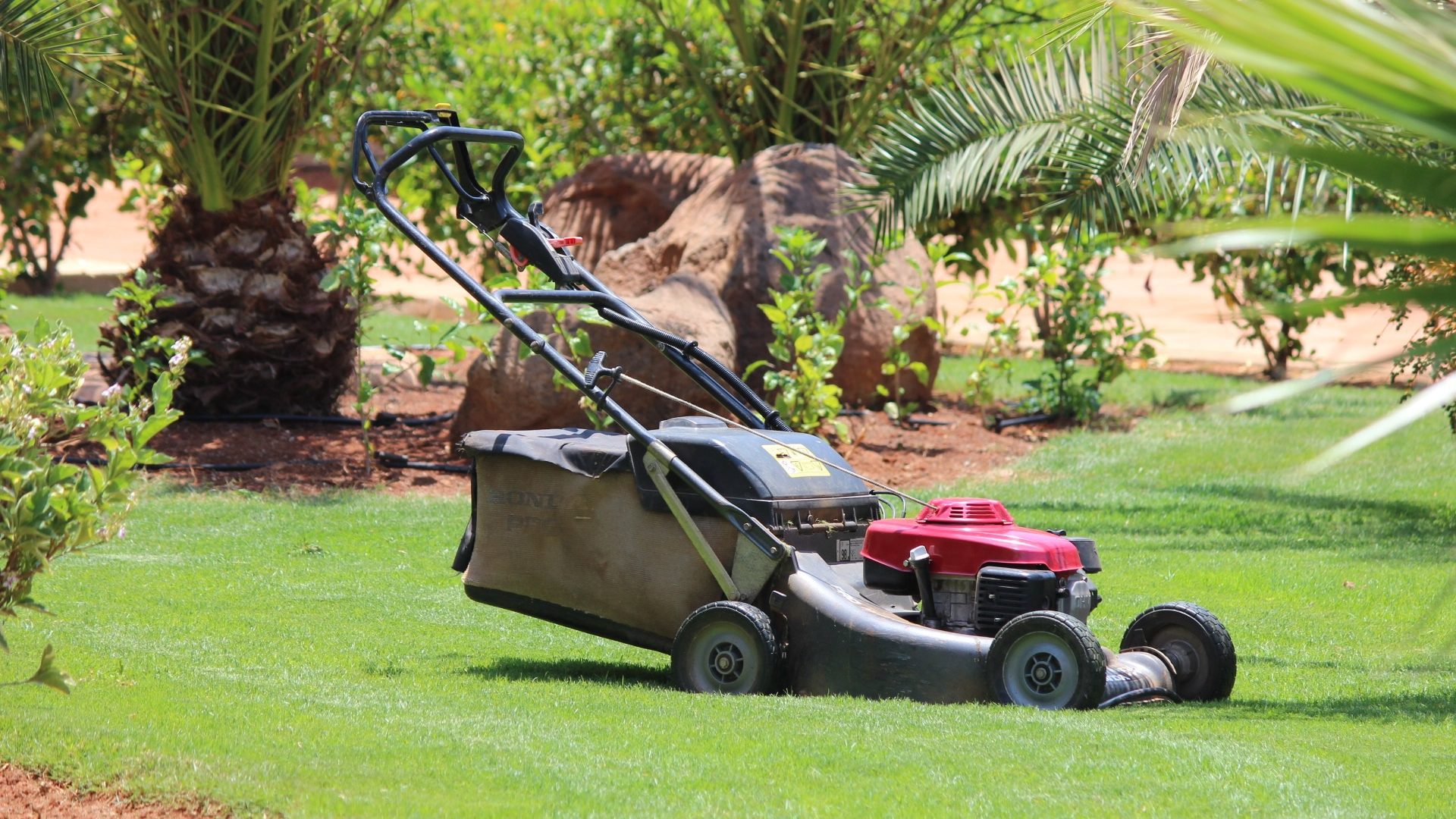 The Most Sophisticated Plants for Your Florida Lawn