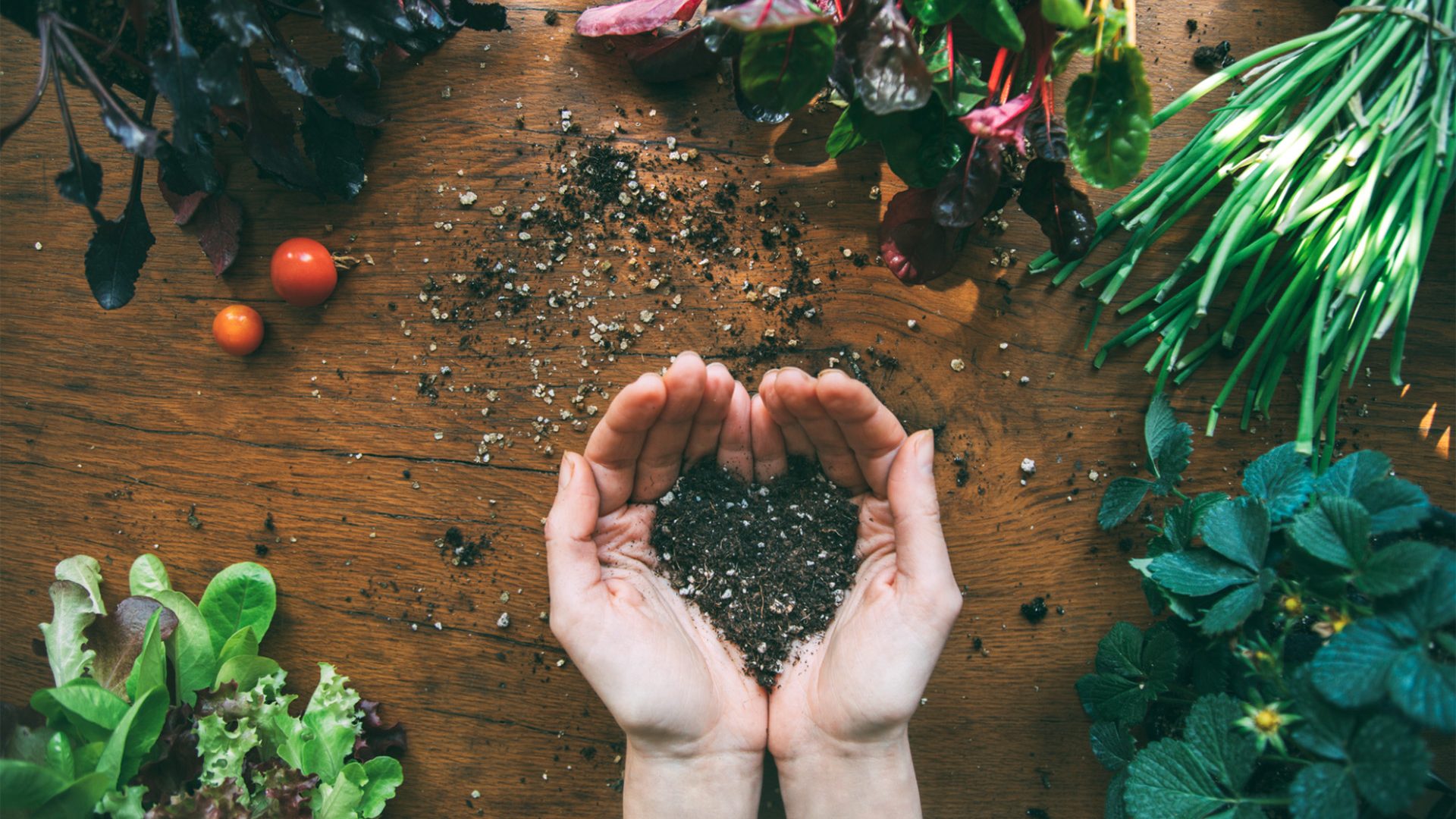 Beginner Vegetable Gardening in Northeast Florida