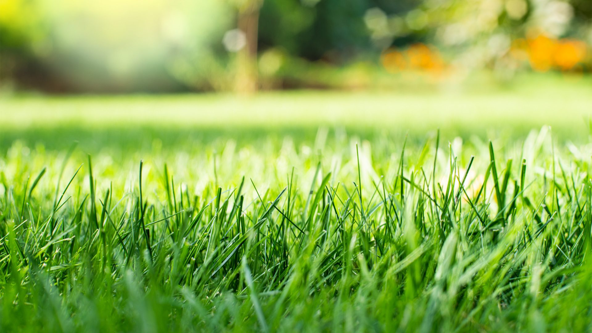 Keeping Your Lawn Healthy During the Winter in Florida 