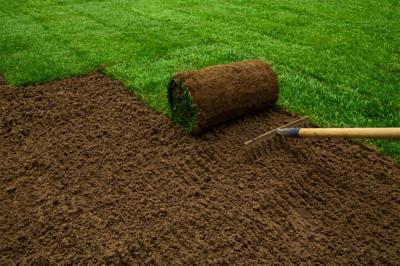Best Grass for Your Florida Lawn – How is florida soil different Best Grass for Your Florida Lawn - How is florida soil different