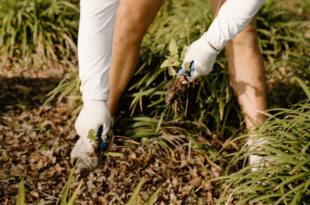 Skinner Lawn – Weed removal Skinner Lawn - Weed removal